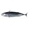 Bullet Tuna 2kg (in - store only) - Bait - frozen - Trek, Trail & Fish NZ