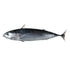 Bullet Tuna 2kg (in - store only) - Bait - frozen - Trek, Trail & Fish NZ
