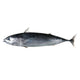 Bullet Tuna 2kg (in - store only) - Bait - frozen - Trek, Trail & Fish NZ